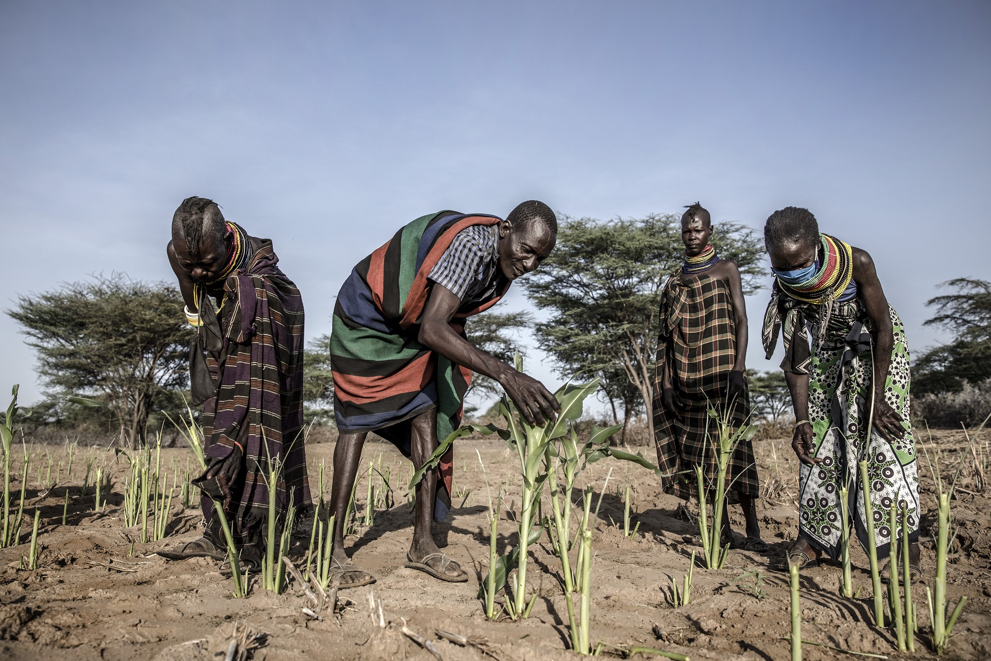 Farmers planting crops