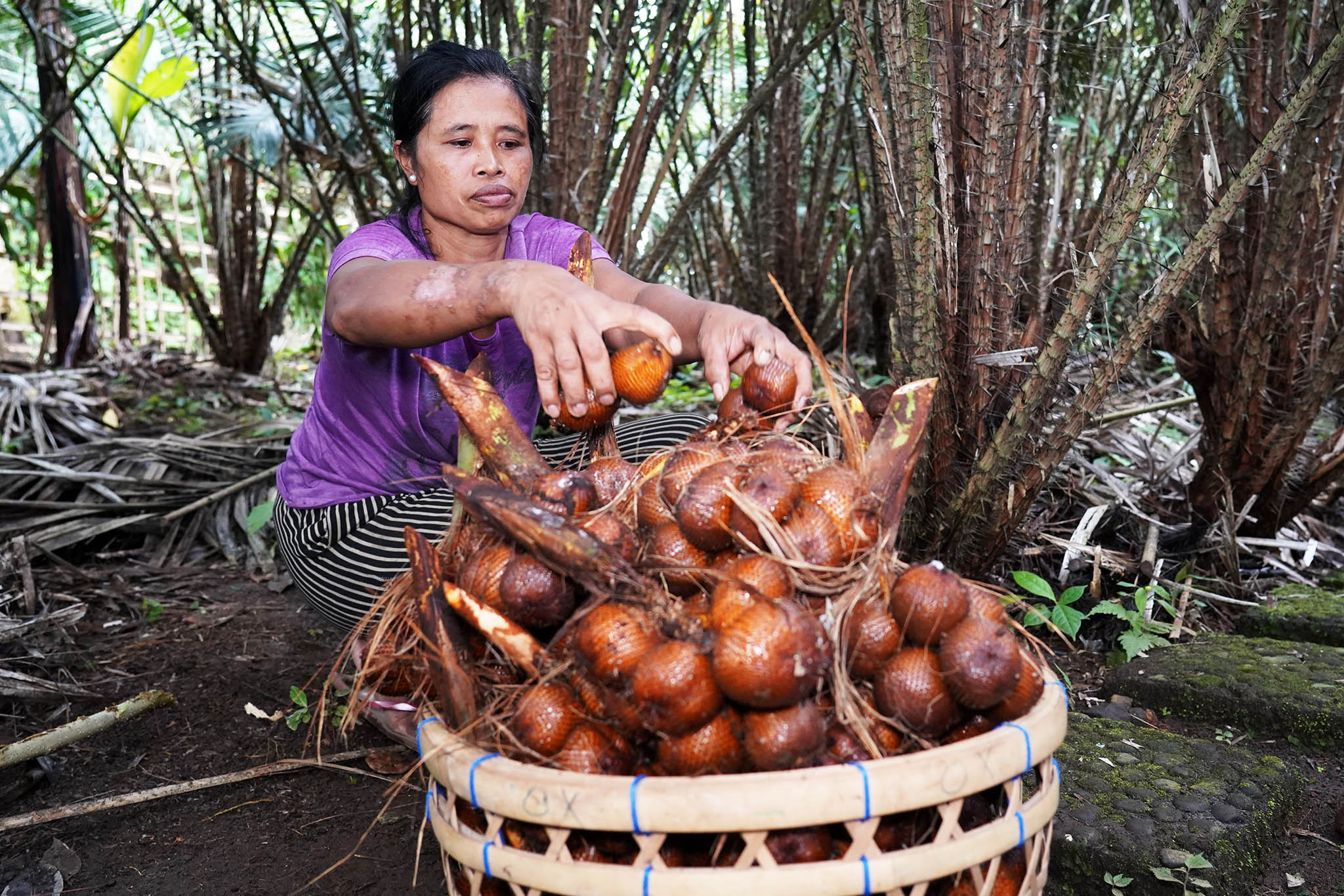 GIAHS Karangasem GIAHS Karangasem